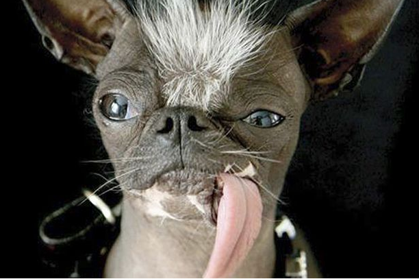 Ugly Dog
