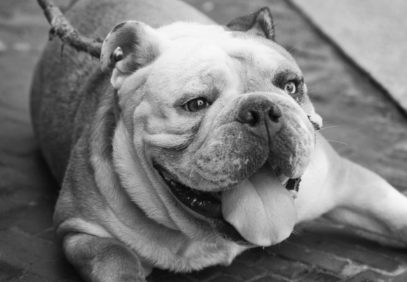 bulldog