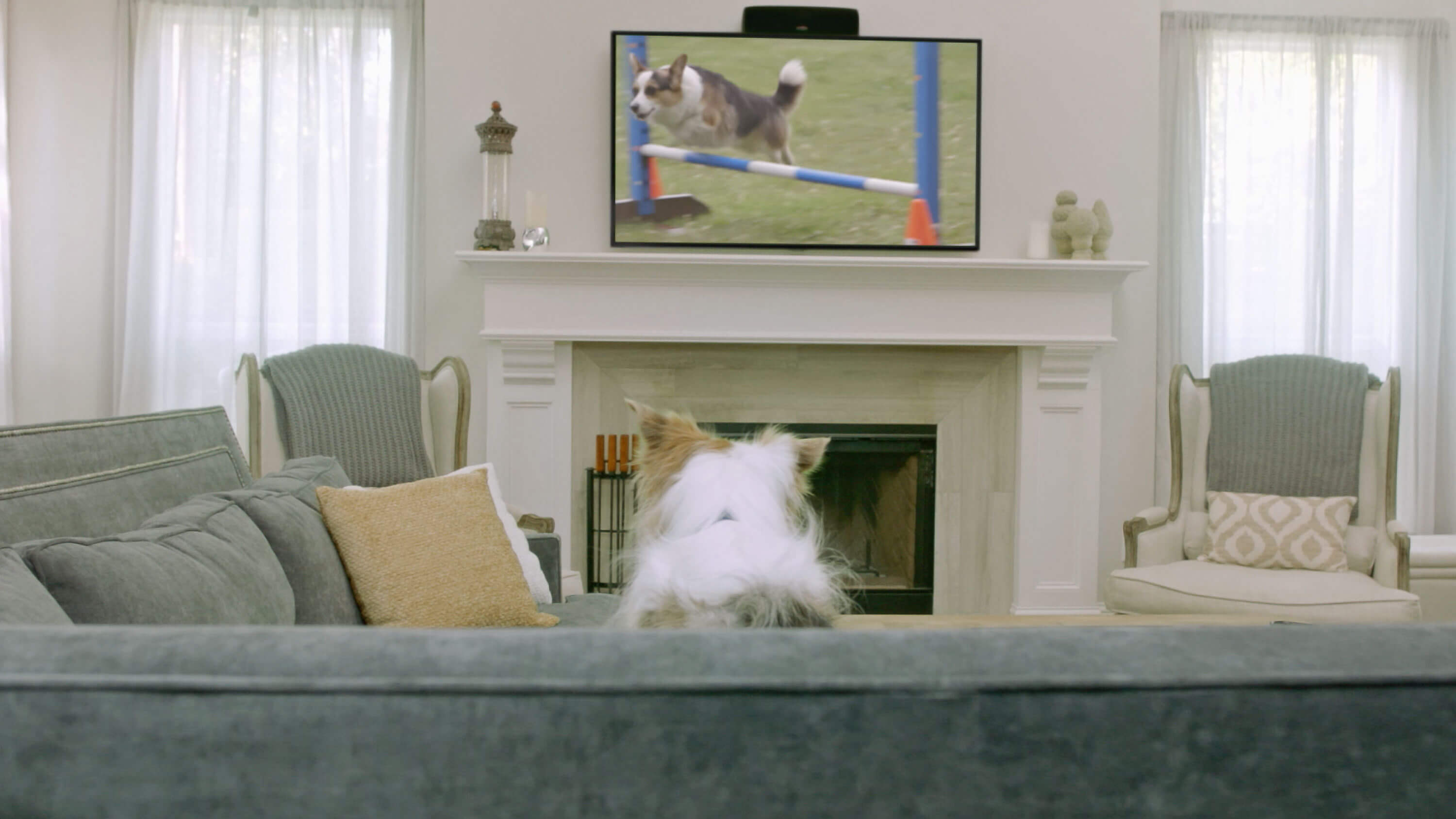 Container Store Dog TV
